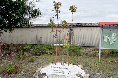 2024年1月4日 創業110周年 記念としてナナカマドを植樹